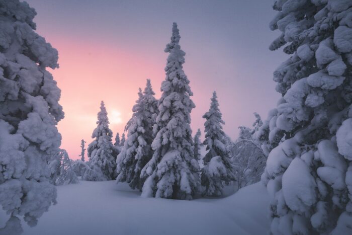 A snow covered forest filled with lots of trees